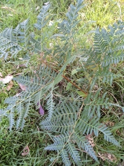 Pteridium