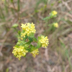 Pimelea flava
