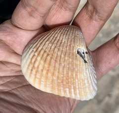 Noetia ponderosa