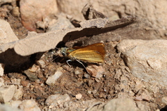 Copaeodes aurantiaca