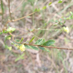 Pimelea flava