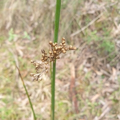 Juncus pallidus
