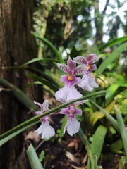 Caucaea