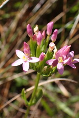 Centaurium