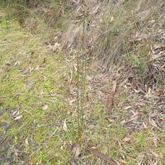 Juncus pallidus