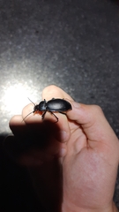 Carabus germarii