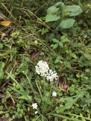 Allium tuberosum