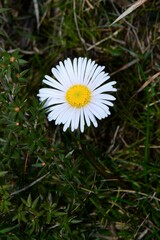 Allittia cardiocarpa