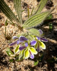 Babiana patula