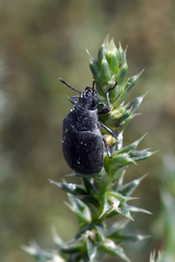 Bothrotes canaliculatus
