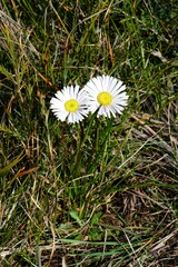 Allittia cardiocarpa