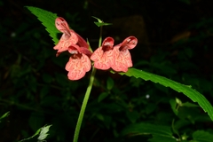Stachys coccinea