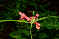 Stachys coccinea