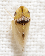 Xerophloea viridis