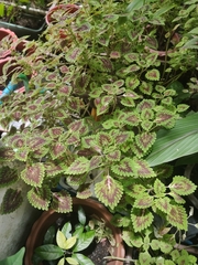 Coleus scutellarioides