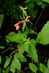Stachys coccinea
