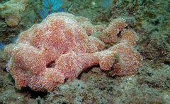 Aplidium benhami