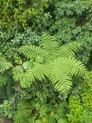 Cyatheales