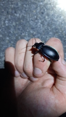 Carabus germarii