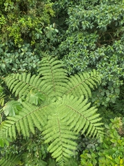 Cyatheales