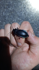 Carabus germarii