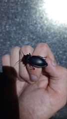 Carabus germarii
