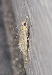 Euchromius ocellea