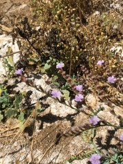 Limonium duriusculum