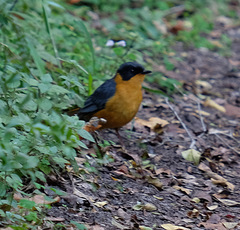 Cossypha dichroa dichroa