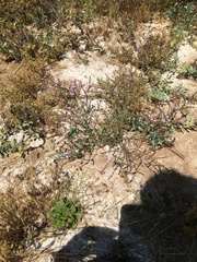 Limonium duriusculum