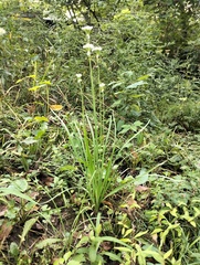 Allium tuberosum