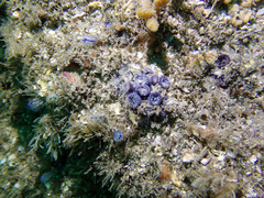 Astrangia woodsi
