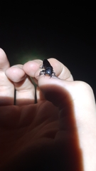 Ocypus olens