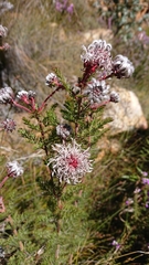 Serruria pedunculata