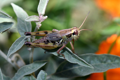 Melanoplus