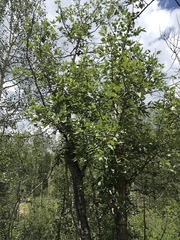 Populus balsamifera