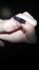 Ocypus olens
