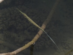 Fistularia commersonii