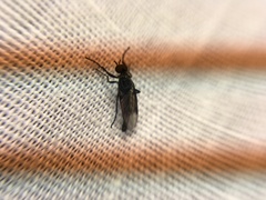 Dilophus