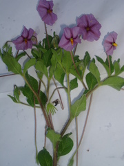 Lycianthes moziniana
