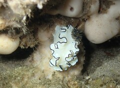 Doriprismatica atromarginata