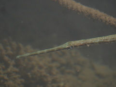 Fistularia commersonii