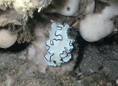 Doriprismatica atromarginata