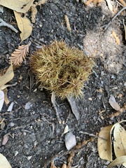 Chrysolepis chrysophylla