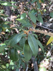 Chrysolepis chrysophylla