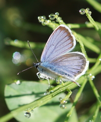 Plebejus