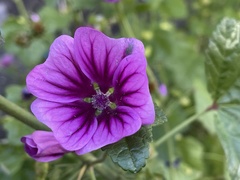 Malva