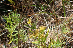 Eristalis anthophorina