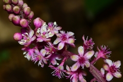 Phytolacca rugosa