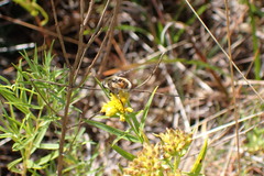 Eristalis anthophorina